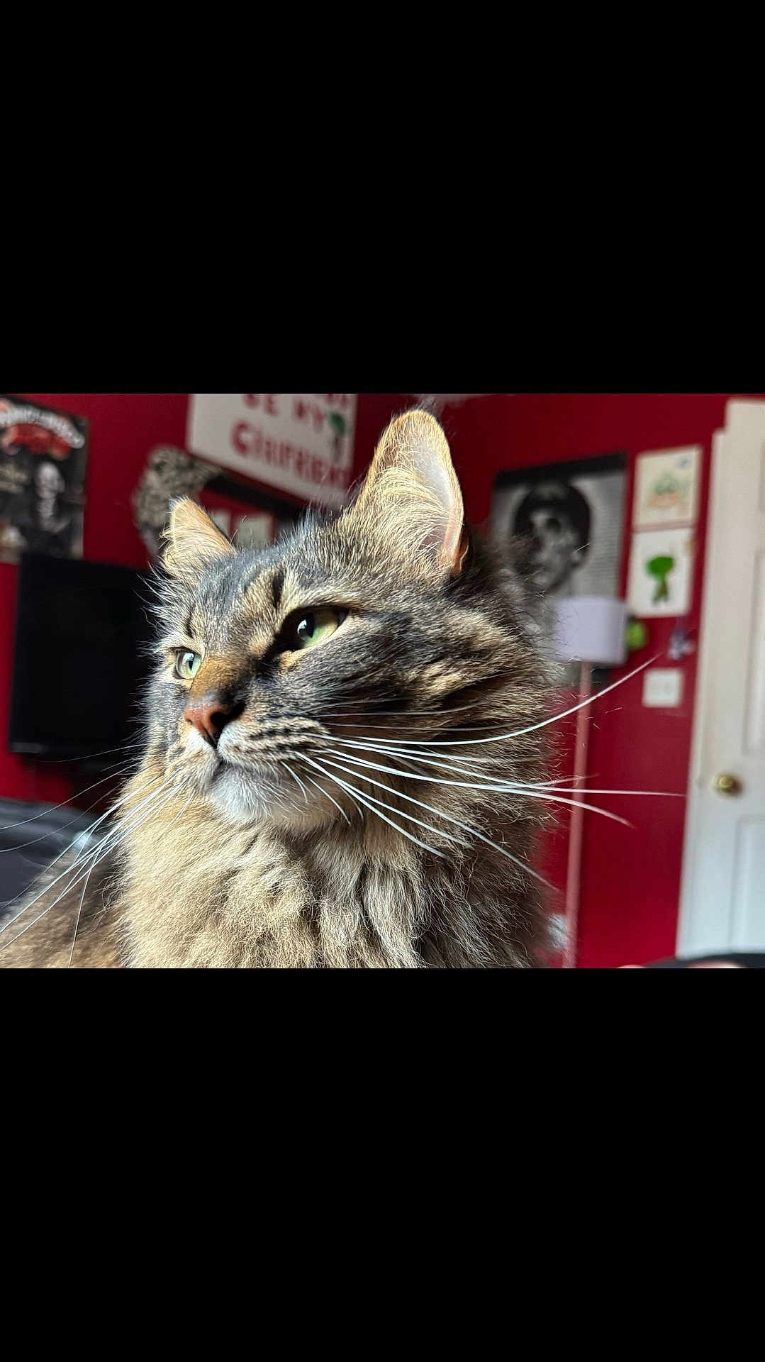 Gustav