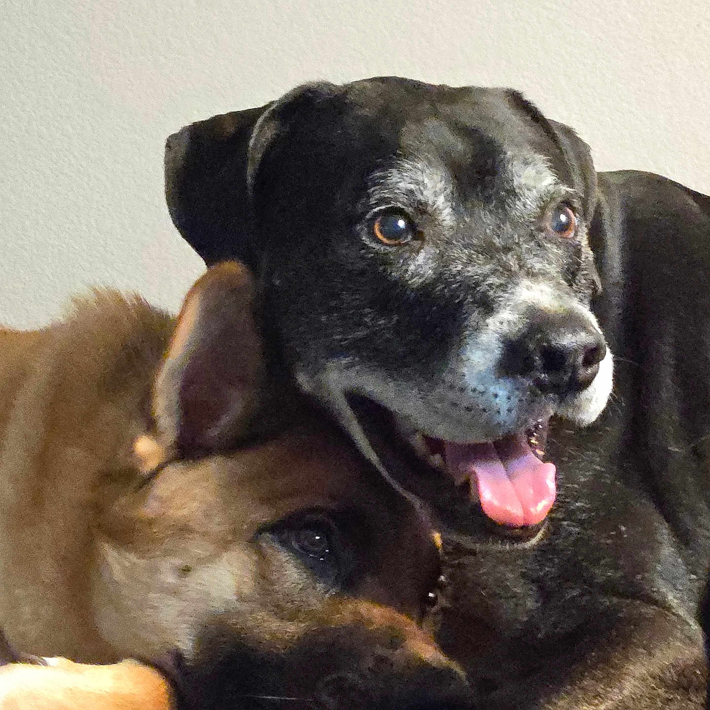 Hennessey And Bailey joined the competition — help win amazing prizes! animal, black_dog, canine, closeup, companion, cozy, cute, dog, dogs, expression, face, friendship, fur, indoor, laying_down, panting, pet, resting, snuggling, tan_dog