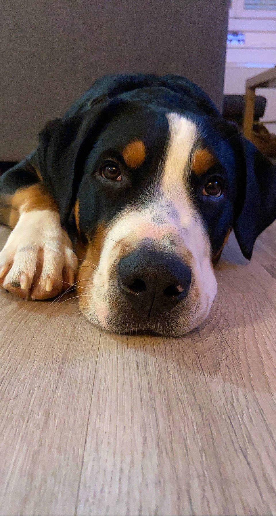 Roméo a rejoint le concours — aidez-le/la à gagner de superbes lots ! bored, carnivore, companion_dog, dog, dog_breed, eye, flooring, food, giant_dog_breed, hardwood, plank, scent_hound, snout, sporting_group, varnish, whiskers, wood, wood_stain, working_animal, working_dog
