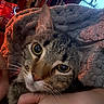 Milo is registered to the contest to win money with this photo: cat, tabby, close_up, blanket, cozy, indoor, pet, fur, ears, eyes, hand, texture, warm_lighting, comfort, snug, animal, portrait, cute, resting, feline