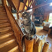 Milo joined the competition — help win amazing prizes! cat, tabby, wooden_stairs, log_cabin, fireplace, stone, wood_floor, furniture, window, natural_light, indoor, pet, curious, perched, rustic, cozy, home_interior, animal, tail, post