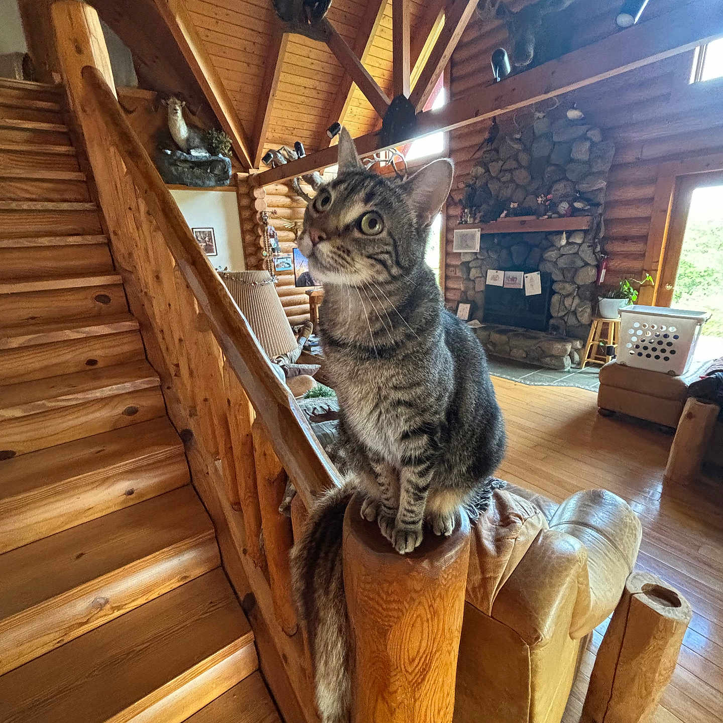 Milo