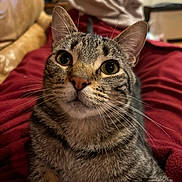 Milo is registered to the contest to win money with this photo: cat, tabby_cat, pet, animal, whiskers, fur, eyes, face, indoor, blanket, red_blanket, couch, furniture, close_up, portrait, domestic_animal, resting, cute, curious, home