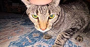 Milo is registered to the contest to win money with this photo: cat, tabby_cat, animal, pet, indoor, rug, patterned_rug, hat, pink_hat, domed_hat, flash, yellow_eyes, glowing_eyes, two_cats, feline, whiskers, ears, fur, close_up, carpet