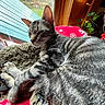 Milo is registered to the contest to win money with this photo: cat, tabby, feline, indoor, window, blanket, cozy, fur, resting, animal, pet, wood, plant, greenery, natural_light, domestic, holiday, red, pattern, relaxing