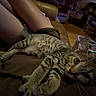 Sammy is registered to the contest to win money with this photo: kitten, cat, tabby, pet, animal, couch, leather, indoor, home, person, legs, brown, furniture, basket, cozy, relaxing, living_room, wood_floor, dim_light, casual