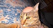 Sammy joined the competition — help win amazing prizes! cat, tabby, carpet, hand, indoor, pet, animal, fur, whiskers, yellow_eyes, striped, resting, cute, domestic, mammal, closeup, floor, human_hand, curious, funny
