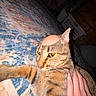 cat, tabby, carpet, hand, indoor, pet, animal, fur, whiskers, yellow_eyes, striped, resting, cute, domestic, mammal, closeup, floor, human_hand, curious, funny