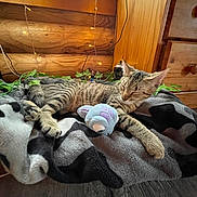 Sammy joined the competition — help win amazing prizes! cat, tabby, sleeping, plush_toy, blanket, wooden_wall, fairy_lights, indoor, cozy, pet, animal, resting, paw, fur, home, soft_toy, floor, relaxation, cute, comfort