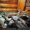 cat, tabby, sleeping, plush_toy, blanket, wooden_wall, fairy_lights, indoor, cozy, pet, animal, resting, paw, fur, home, soft_toy, floor, relaxation, cute, comfort