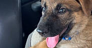 Valerie is registered to the contest to win money with this photo: puppy, dog, brown_fur, black_snout, tongue_out, car_interior, car_seat, dog_bed, happy, pet, animal, close_up, young_dog, fur, cute, domestic_animal, vehicle, seat, resting, indoor