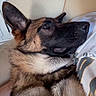 Valerie joined the competition — help win amazing prizes! dog, german_shepherd, pet, canine, fur, ears, couch, indoor, relaxed, resting, animal, companion, mammal, portrait, closeup, home, person, shirt, light, comfortable