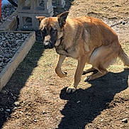 Valerie is registered to the contest to win money with this photo: dog, german_shepherd, outdoor, yard, shadow, sunlight, bench, gravel, dirt, animal, pet, canine, alert, cautious, daylight, backyard, fence, earth, nature, companion