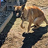 alert, animal, backyard, bench, canine, cautious, companion, daylight, dirt, dog, earth, fence, german_shepherd, gravel, nature, outdoor, pet, shadow, sunlight, yard