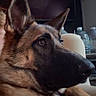 Valerie is registered to the contest to win money with this photo: dog, german_shepherd, pet, animal, indoor, close_up, side_profile, resting, chair, furniture, water_bottle, shelf, brown, black, fur, ears, nose, eye, canine, domestic_animal