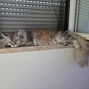 Altesse participe au concours pour gagner de l'argent avec cette photo : animal, brown_fur, cat, closed_eyes, daylight, feline, fluffy, gray_fur, home, indoors, long_hair, paws, pet, relaxed, resting, sleeping, striped, tail, window, windowsill