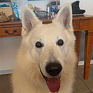 Mousse participe au concours pour gagner de l'argent avec cette photo : dog, white_dog, pet, close_up, tongue_out, fluffy, ears, brown_eyes, nose, collar, indoor, wooden_table, mirror, tiles, home_interior, portrait, cute, friendly, sitting, attentive
