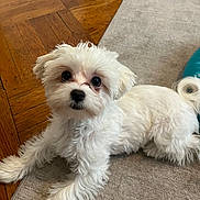 Milo is registered to the contest to win money with this photo: adorable, animal, carpet, companion, curious, cute, dog, domestic_animal, fluffy, fur, indoor, looking_up, lying_down, pet, playful, puppy, small_dog, white_fur, wooden_floor, young_dog