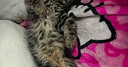 Cash is registered to the contest to win money with this photo: adorable, animal, blanket, cat, comfort, cozy, cuddly, cute, feline, fur, indoor, kitten, nap, pet, pink, relaxed, resting, sleeping, soft, tabby