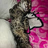 adorable, animal, blanket, cat, comfort, cozy, cuddly, cute, feline, fur, indoor, kitten, nap, pet, pink, relaxed, resting, sleeping, soft, tabby