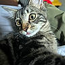 Cash is registered to the contest to win money with this photo: animal, cat, close_up, curious, cute, ears, eyes, face, feline, fur, indoor, kitten, mammal, pet, portrait, soft, tabby, tongue_out, whiskers, young