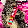 Cash is registered to the contest to win money with this photo: animal, blanket, cat, cute, domestic, feline, fur, indoor, kitten, lying_down, paw, pet, pink, playful, relaxed, snack, striped, tabby, treat, white
