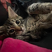 Cash joined the competition — help win amazing prizes! animal, black, blanket, cat, closeup, cozy, curious, cute, fur, indoor, kitten, laying, pet, pink, portrait, soft, striped, tabby, whiskers, young