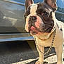 dog, french_bulldog, pet, canine, close_up, outdoor, sunlight, chain, collar, asphalt, car, vehicle, daylight, animal, mammal, portrait, cute, standing, face, ears