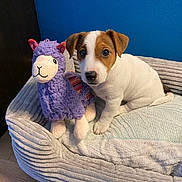 Dolly participe au concours pour gagner de l'argent avec cette photo : puppy, dog, jack_russell, stuffed_toy, plush_llama, dog_bed, blue_wall, rope_toy, hardwood_floor, pet, pet_bed, toy, looking_at_camera, cute, small_dog, puppy_paws, brown_and_white, indoor, cozy, portrait