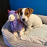 blue_wall, brown_and_white, cozy, cute, dog, dog_bed, hardwood_floor, indoor, jack_russell, looking_at_camera, pet, pet_bed, plush_llama, portrait, puppy, puppy_paws, rope_toy, small_dog, stuffed_toy, toy