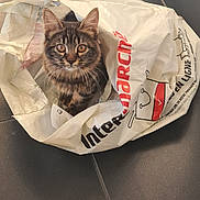 Plume participe au concours pour gagner de l'argent avec cette photo : animal, cat, container, crumpled, curious, cute, domestic_animal, ears, floor, fur, indoor, kitten, looking_up, pet, plastic_bag, playful, tabby, tile, whiskers, young