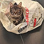 animal, cat, container, crumpled, curious, cute, domestic_animal, ears, floor, fur, indoor, kitten, looking_up, pet, plastic_bag, playful, tabby, tile, whiskers, young