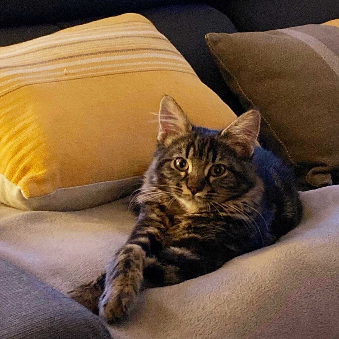 Plume participe au concours pour gagner de l'argent avec cette photo : animal, blanket, cat, comfort, cozy, cute, domestic, ears, eyes, feline, fur, indoor, lounging, pet, pillow, relaxed, resting, striped, tabby, whiskers