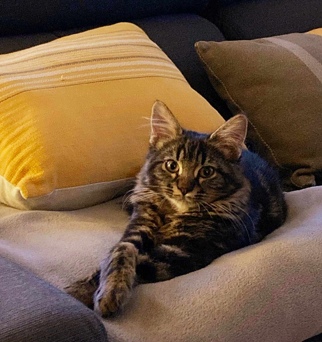 Plume participe au concours pour gagner de l'argent avec cette photo : cat, tabby, pet, animal, feline, relaxed, lounging, pillow, blanket, indoor, cozy, striped, fur, whiskers, ears, eyes, comfort, resting, cute, domestic