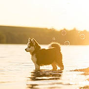 Atome a rejoint le concours — aidez-le/la à gagner de superbes lots ! dog, puppy, water, lake, bubbles, sunlight, sunset, nature, outdoor, animal, fur, reflection, shore, cute, pet, canine, summer, golden_hour, young, peaceful