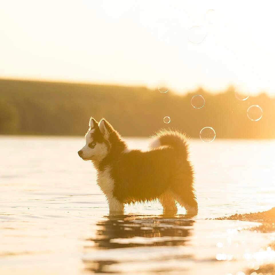 Atome a rejoint le concours — aidez-le/la à gagner de superbes lots ! animal, bubbles, canine, cute, dog, fur, golden_hour, lake, nature, outdoor, peaceful, pet, puppy, reflection, shore, summer, sunlight, sunset, water, young