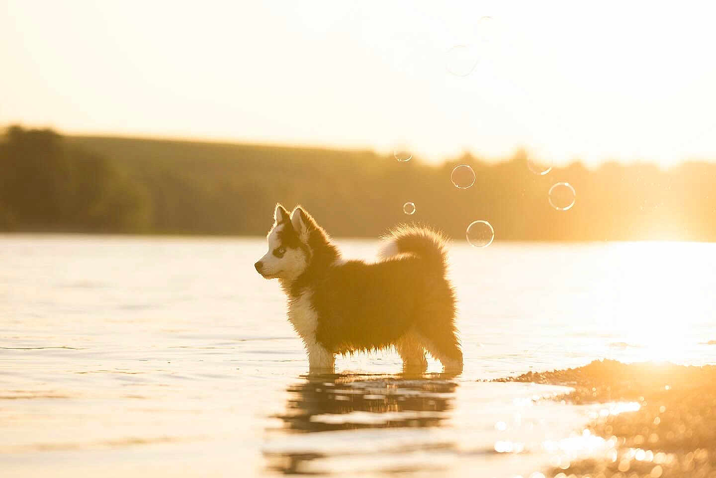 Atome a rejoint le concours — aidez-le/la à gagner de superbes lots ! dog, puppy, water, lake, bubbles, sunlight, sunset, nature, outdoor, animal, fur, reflection, shore, cute, pet, canine, summer, golden_hour, young, peaceful