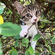 Lyla a rejoint le concours — aidez-le/la à gagner de superbes lots ! kitten, cat, animal, pet, nature, greenery, leaves, branch, outdoor, curious, playful, young, fur, whiskers, collar, closeup, explorer, adorable, eyes, claws