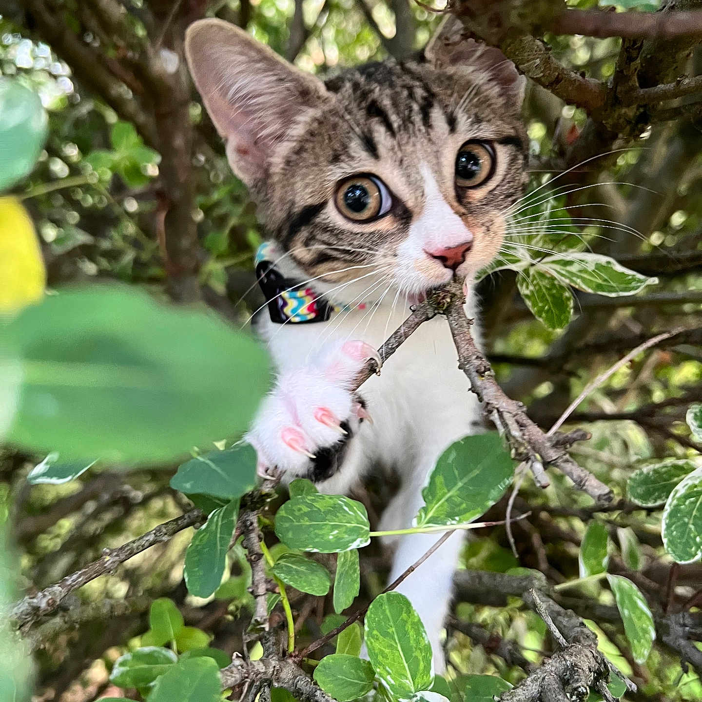 Lyla a rejoint le concours — aidez-le/la à gagner de superbes lots ! adorable, animal, branch, cat, claws, closeup, collar, curious, explorer, eyes, fur, greenery, kitten, leaves, nature, outdoor, pet, playful, whiskers, young