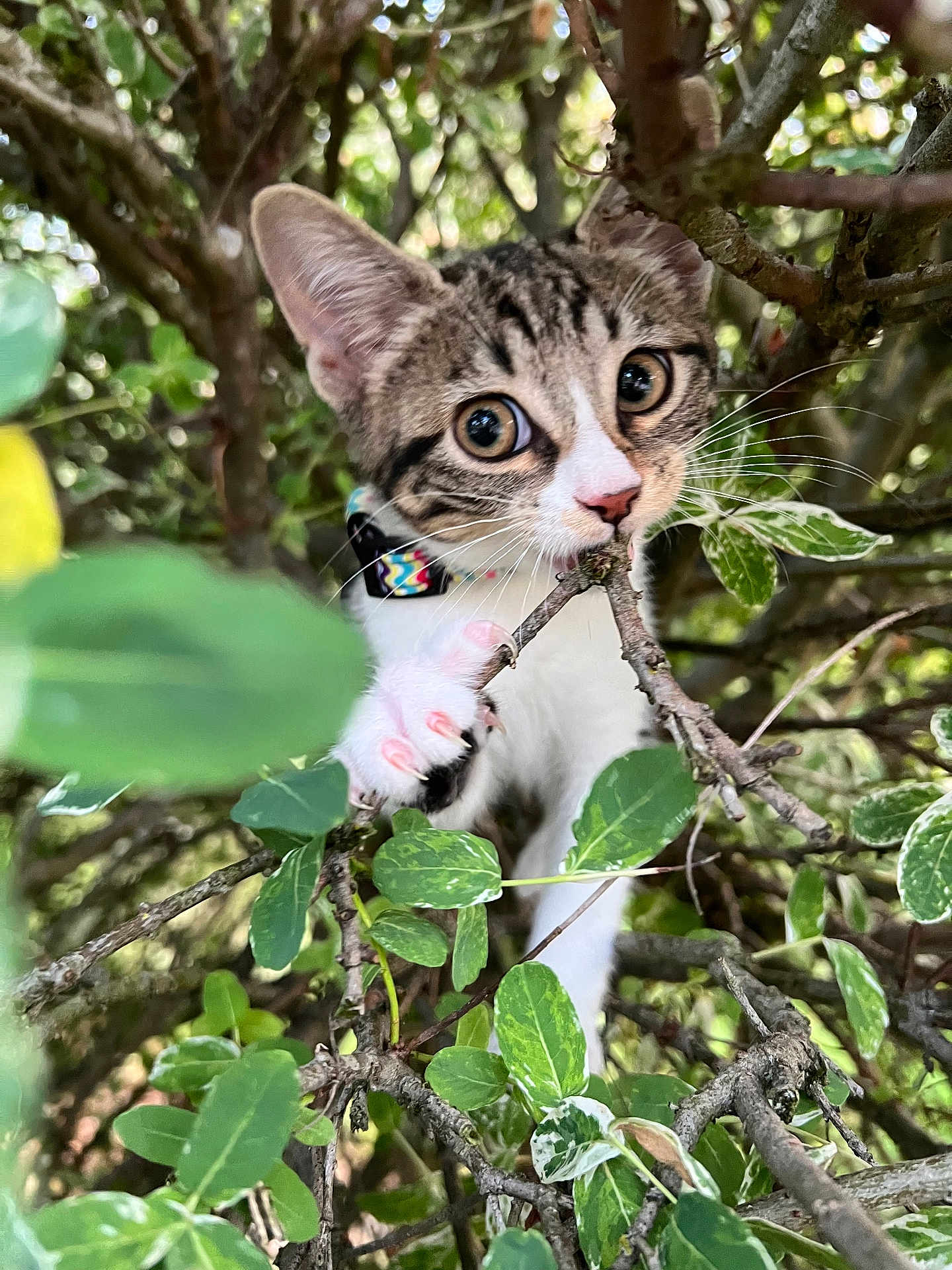 Lyla a rejoint le concours — aidez-le/la à gagner de superbes lots ! kitten, cat, animal, pet, nature, greenery, leaves, branch, outdoor, curious, playful, young, fur, whiskers, collar, closeup, explorer, adorable, eyes, claws