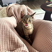 George joined the competition — help win amazing prizes! cat, kitten, tabby, pet, animal, tongue_out, funny, portrait, indoors, living_room, blanket, pink_blanket, couch, furniture, wood_floor, coffee_table, home, sitting, looking_at_camera, cute
