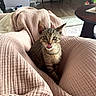 cat, kitten, tabby, pet, animal, tongue_out, funny, portrait, indoors, living_room, blanket, pink_blanket, couch, furniture, wood_floor, coffee_table, home, sitting, looking_at_camera, cute
