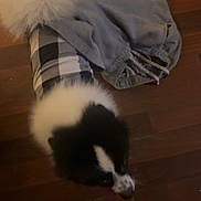 Dababy Carter is registered to the contest to win money with this photo: dog, black_and_white, plaid, clothing, outfit, floor, wooden_floor, feet, slippers, indoor, pet, animal, furry, tail, cozy, dim_lighting, home, domestic, cute, companion