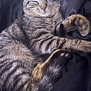 Capone is registered to the contest to win money with this photo: animal, blanket, cat, close_up, cozy, curled_up, cute, domestic_animal, feline, fur, indoor, paw, pet, relaxed, resting, sleeping, soft, striped, tabby, whiskers