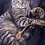 animal, blanket, cat, close_up, cozy, curled_up, cute, domestic_animal, feline, fur, indoor, paw, pet, relaxed, resting, sleeping, soft, striped, tabby, whiskers