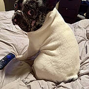 West is registered to the contest to win money with this photo: animal, bed, bedroom, black, blanket, canine, companion, curious, cute, dog, domestic, ears, french_bulldog, fur, indoor, looking_back, pet, remote_control, sitting, white