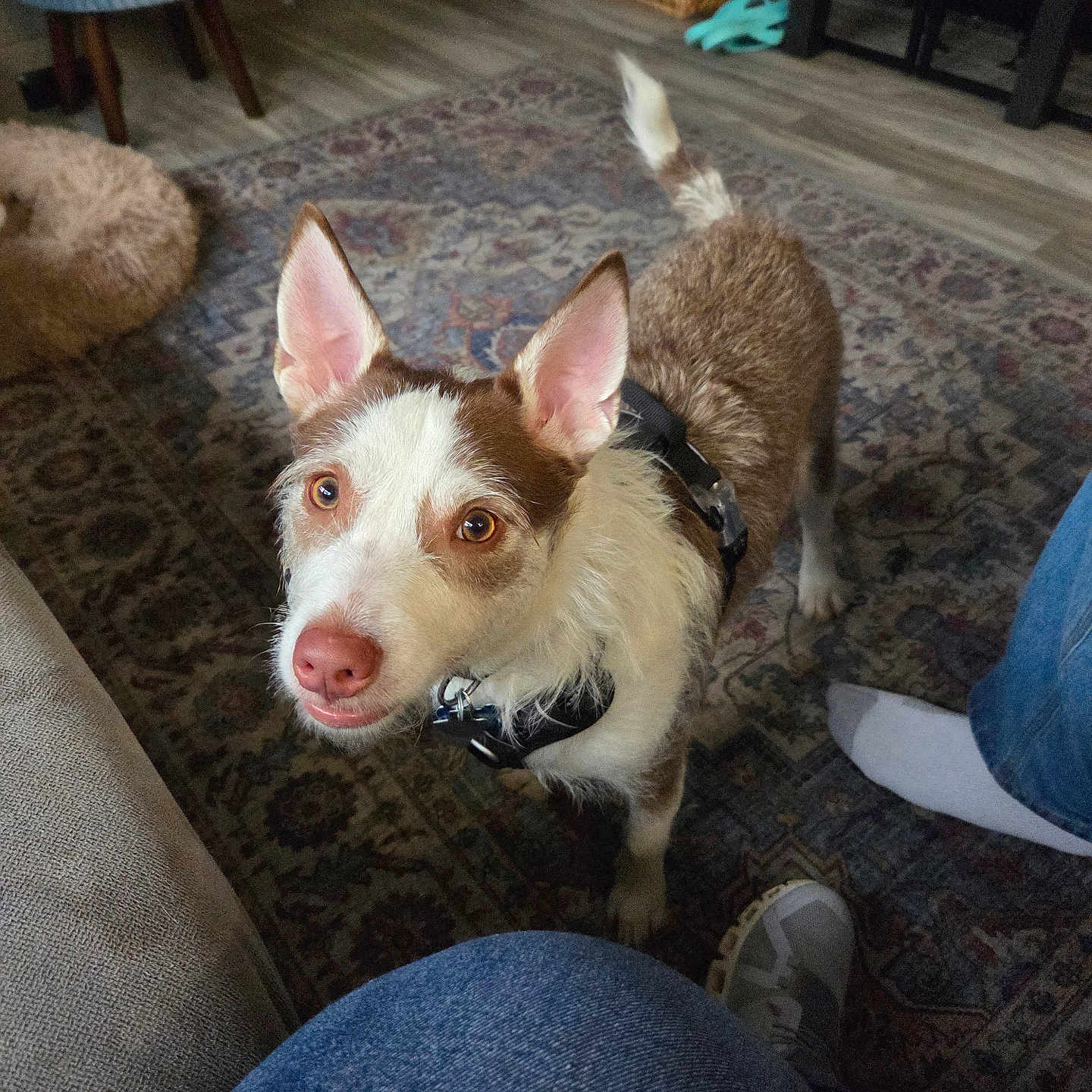 Harley