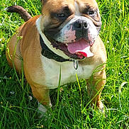 Max a rejoint le concours — aidez-le/la à gagner de superbes lots ! dog, bulldog, grass, outdoor, pet, animal, canine, tongue_out, collar, sunlight, greenery, nature, happy, sitting, mammal, summer, playful, friendly, closeup, daylight