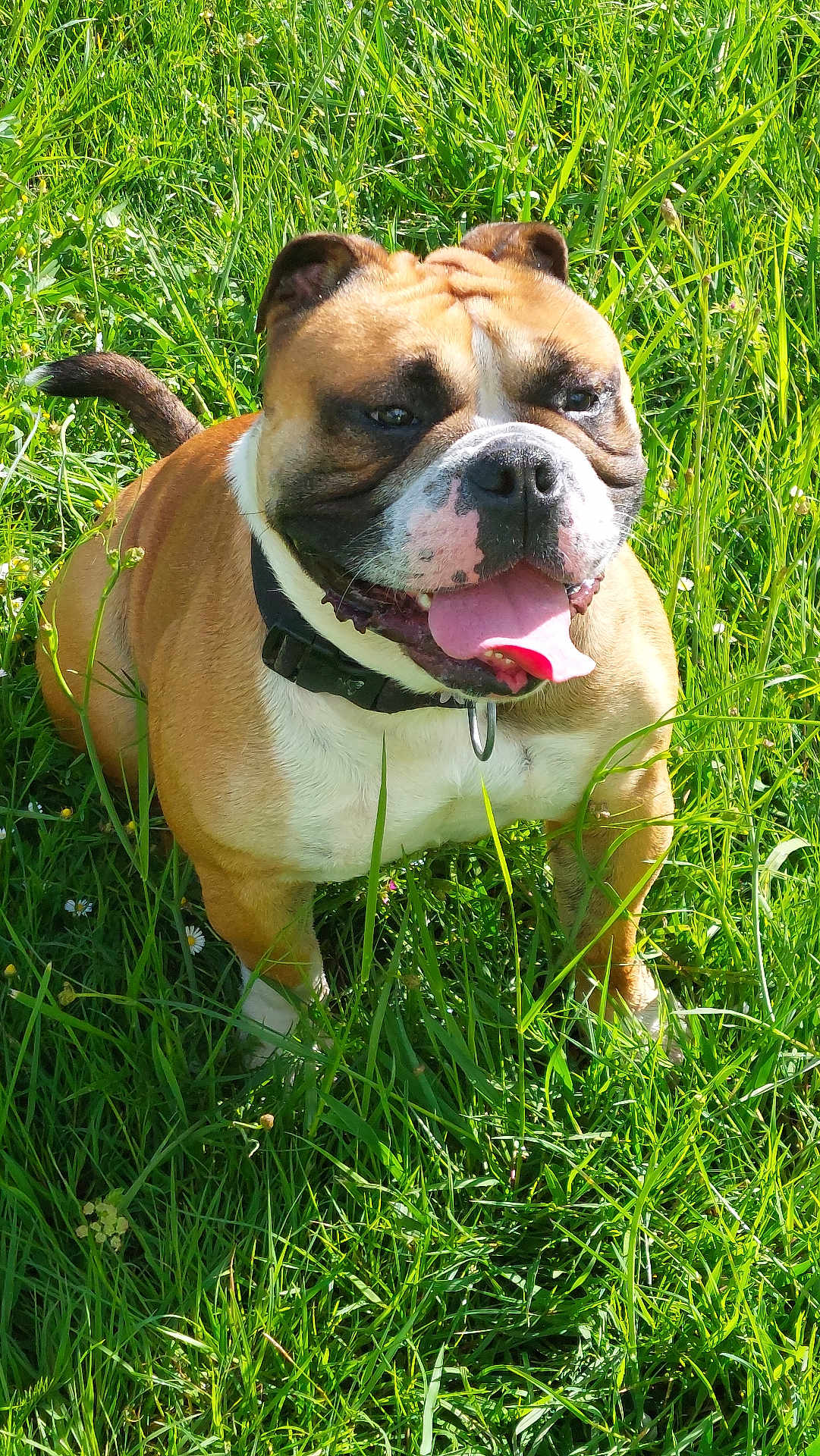 Max a rejoint le concours — aidez-le/la à gagner de superbes lots ! dog, bulldog, grass, outdoor, pet, animal, canine, tongue_out, collar, sunlight, greenery, nature, happy, sitting, mammal, summer, playful, friendly, closeup, daylight