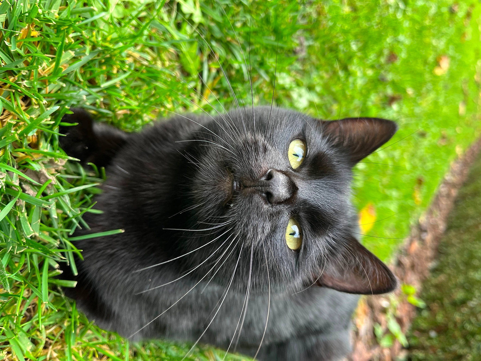 Mira a rejoint le concours — aidez-le/la à gagner de superbes lots ! black_cat, bombay, carnivore, cat, collar, domestic_short_haired_cat, eye, felidae, flowering_plant, fur, grass, groundcover, plant, small_to_medium_sized_cats, snout, tail, terrestrial_animal, tree, whiskers, wildlife